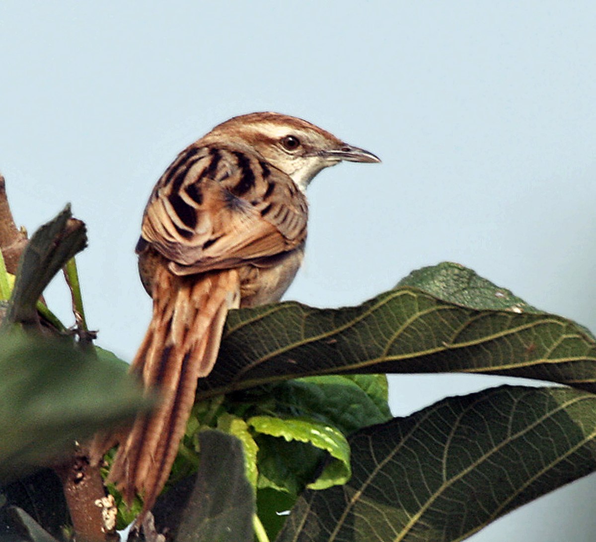 Megalurinae