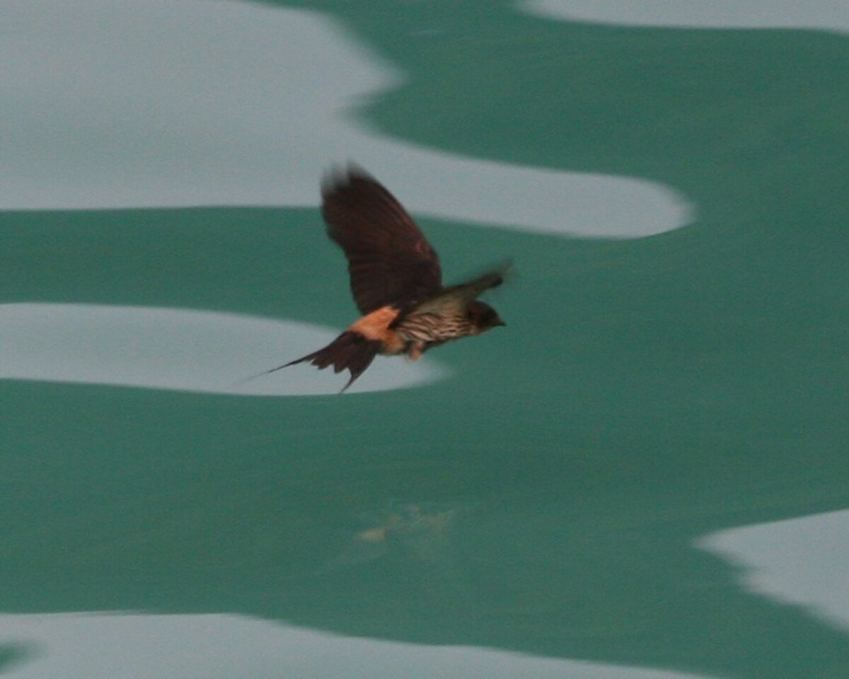 Hirondelle striolée