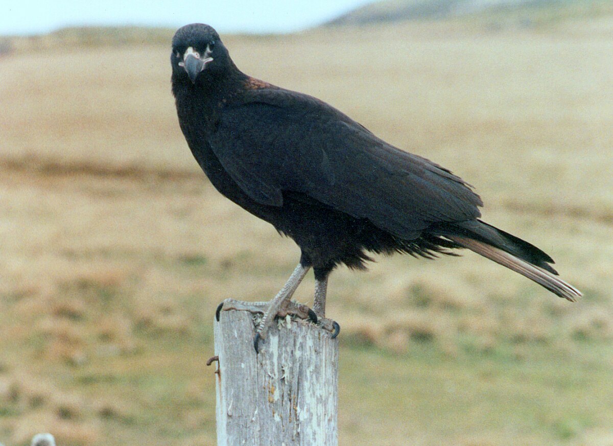Striatedcaracara2.jpg