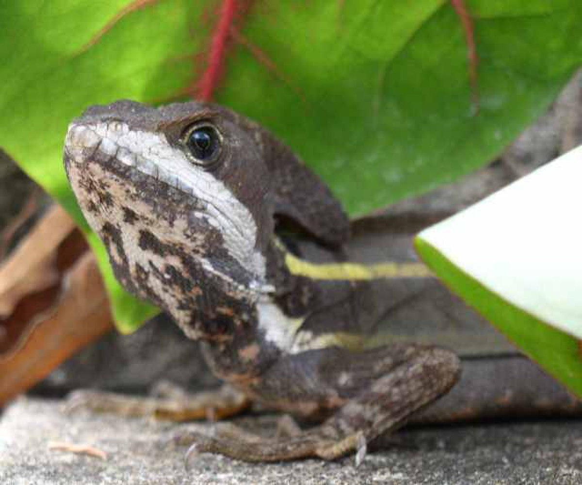 Corytophanidae