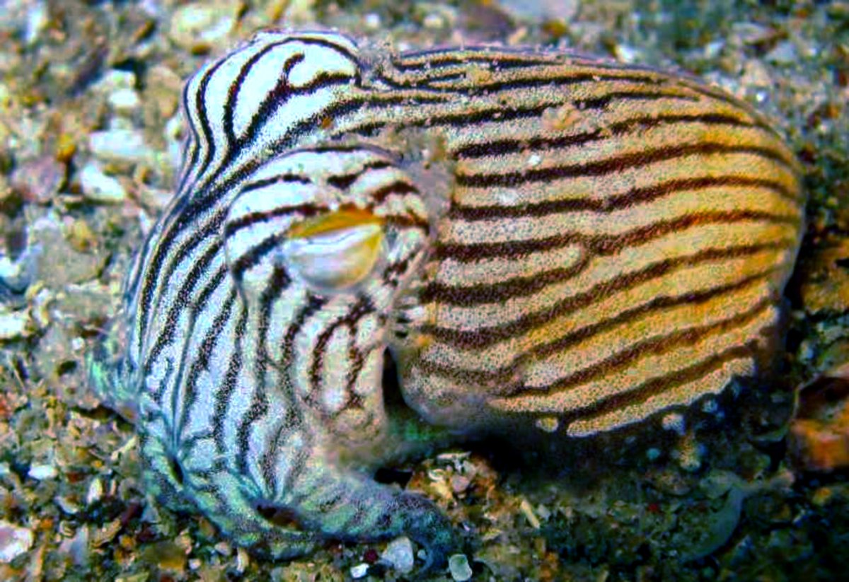 Sepiida