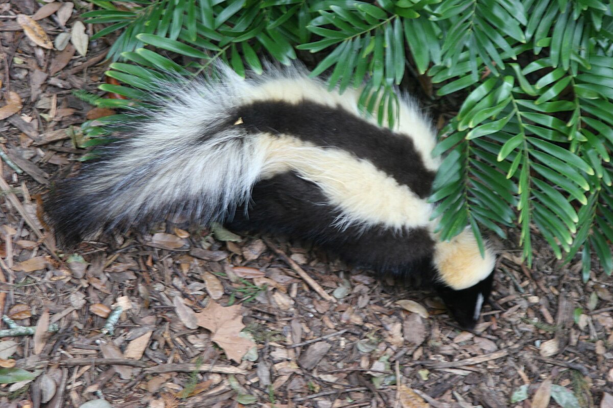 Mouffette rayée