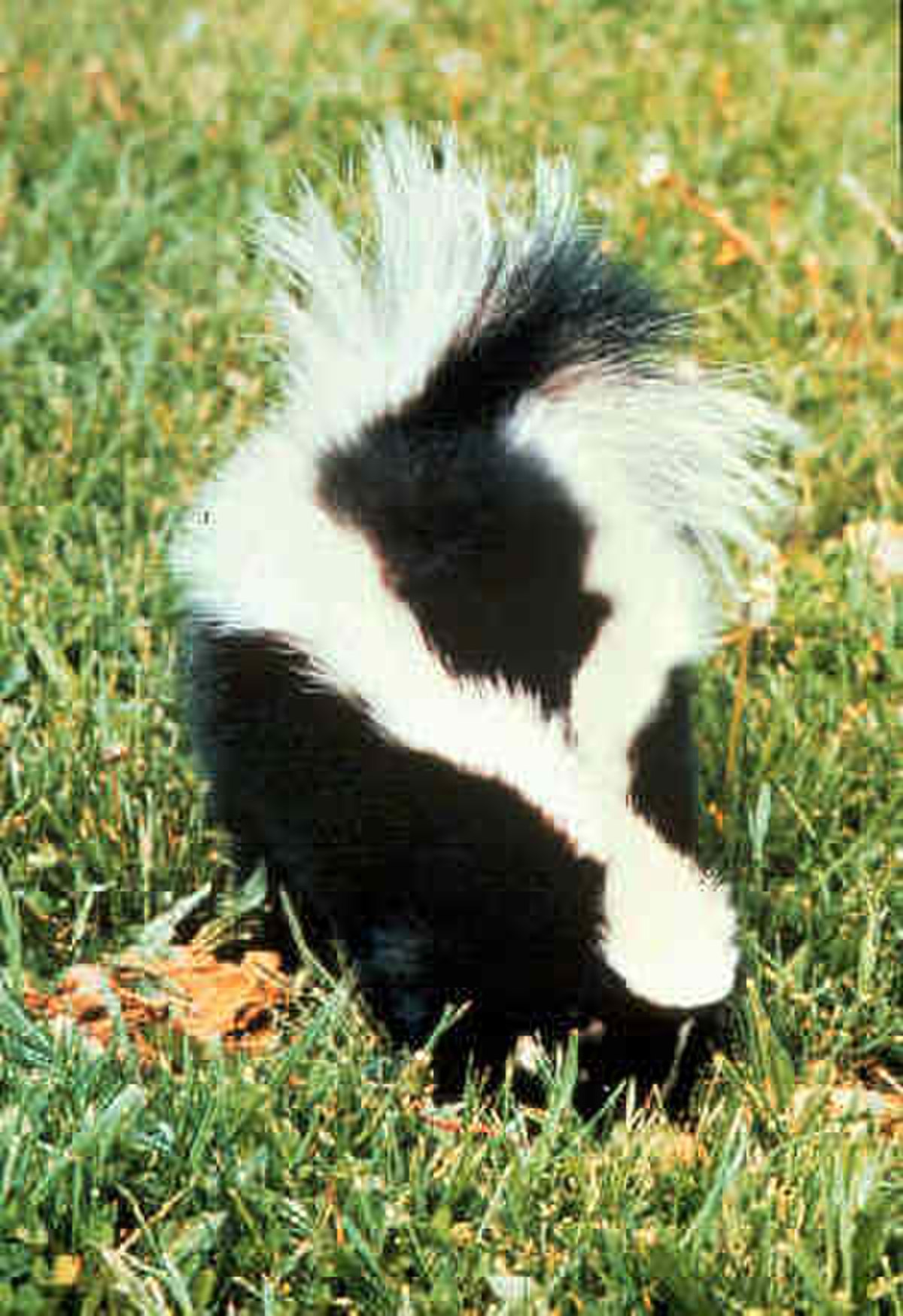 Mouffette