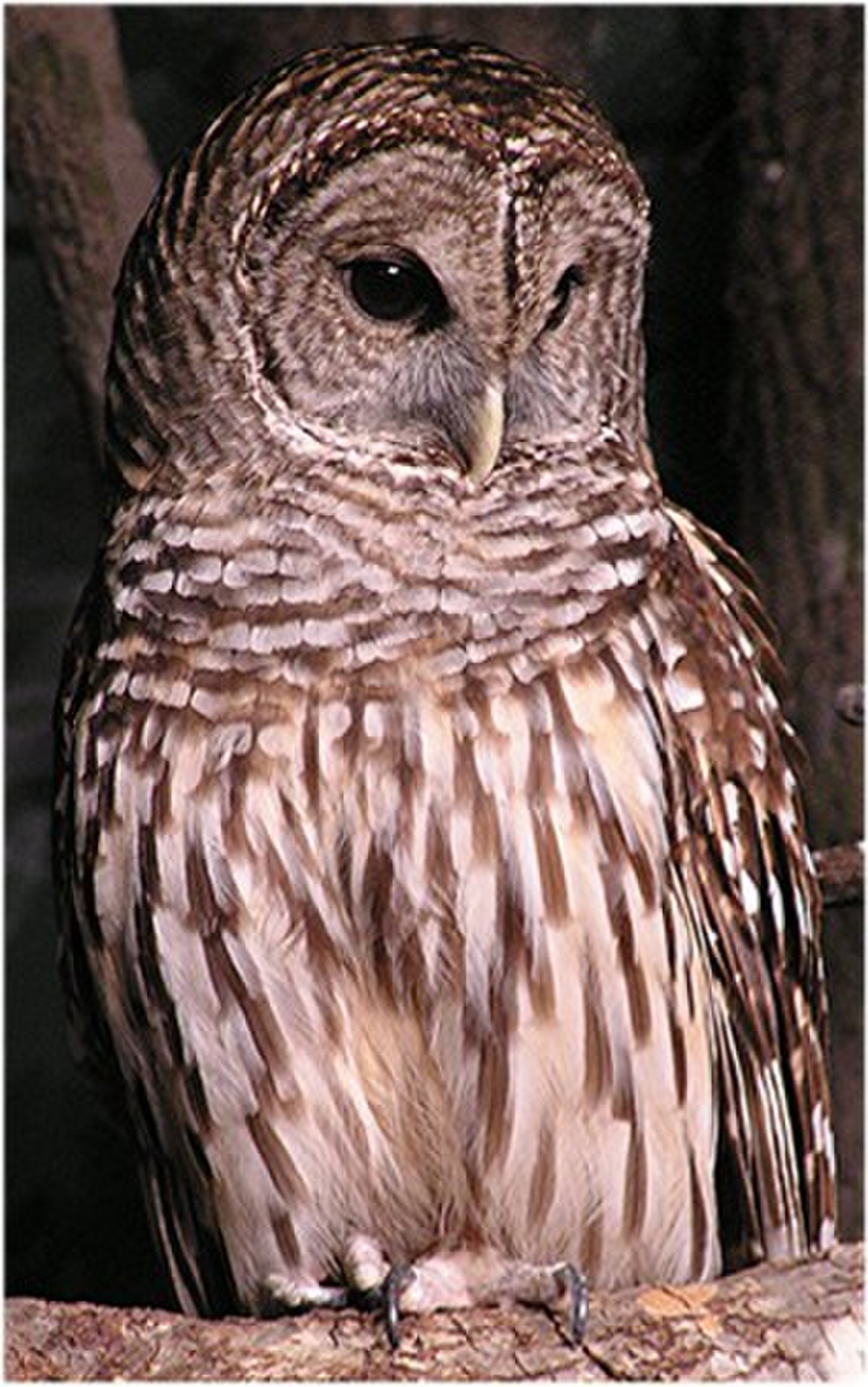 Strix