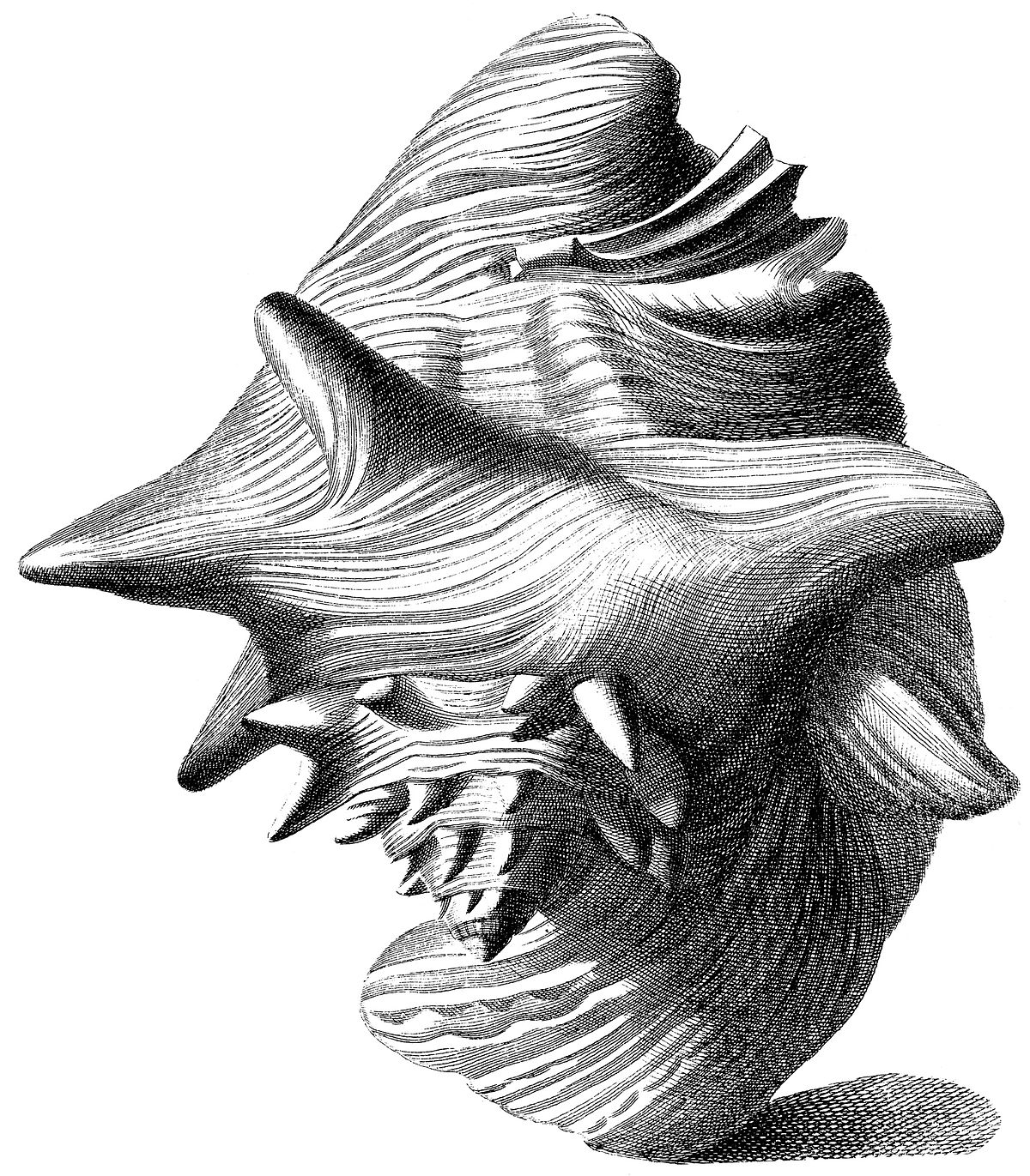 Strombus gigas