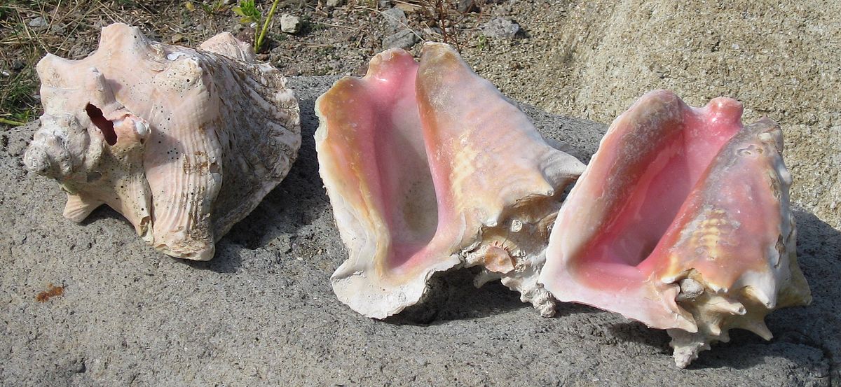 Strombus gigas01.jpg