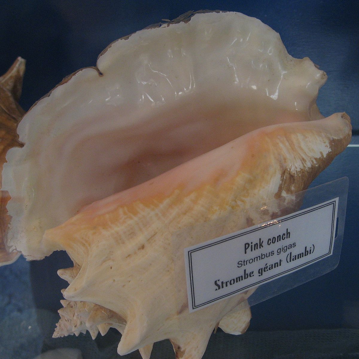 Strombus gigas02.jpg
