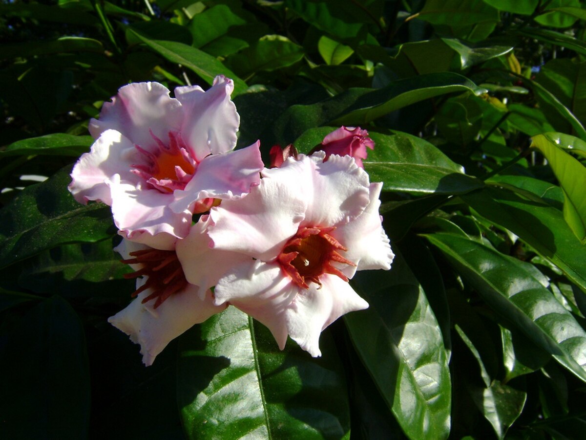 Strophanthus gratus