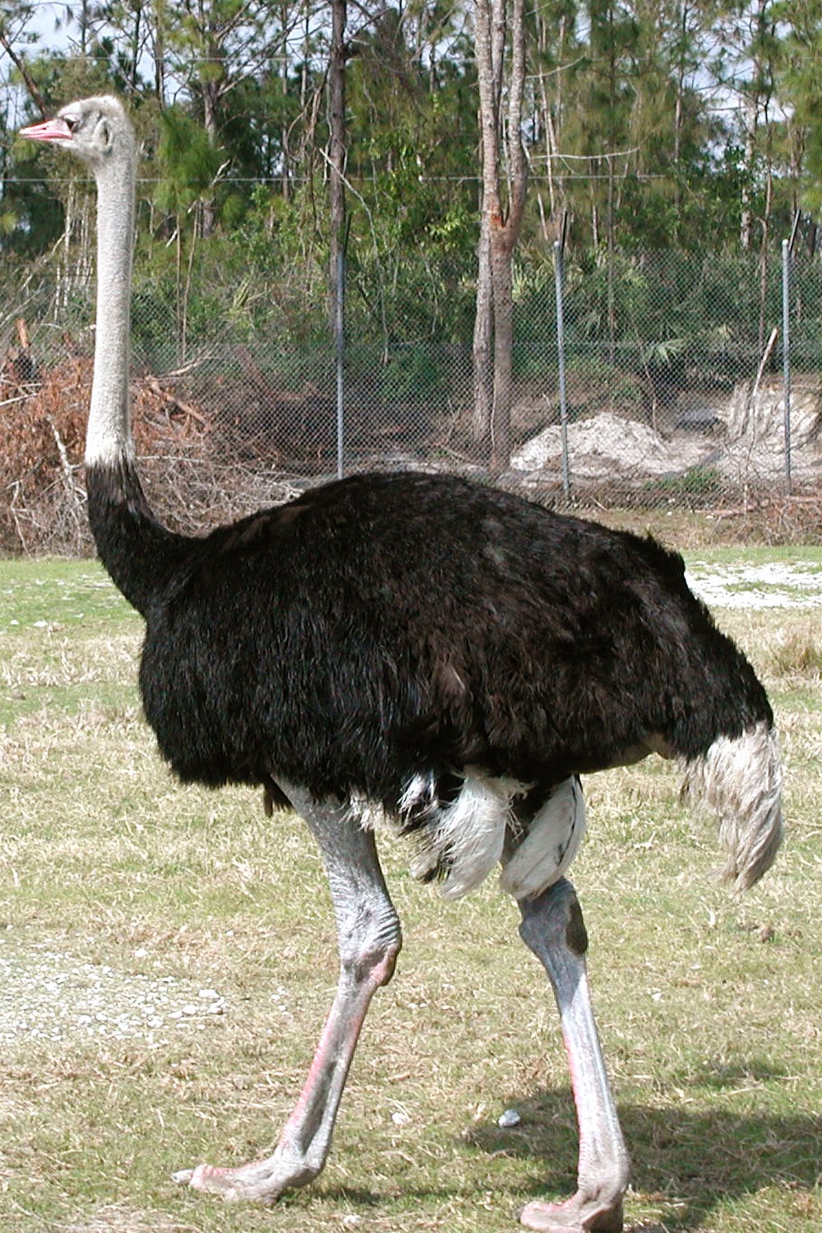 Autruche d'Afrique