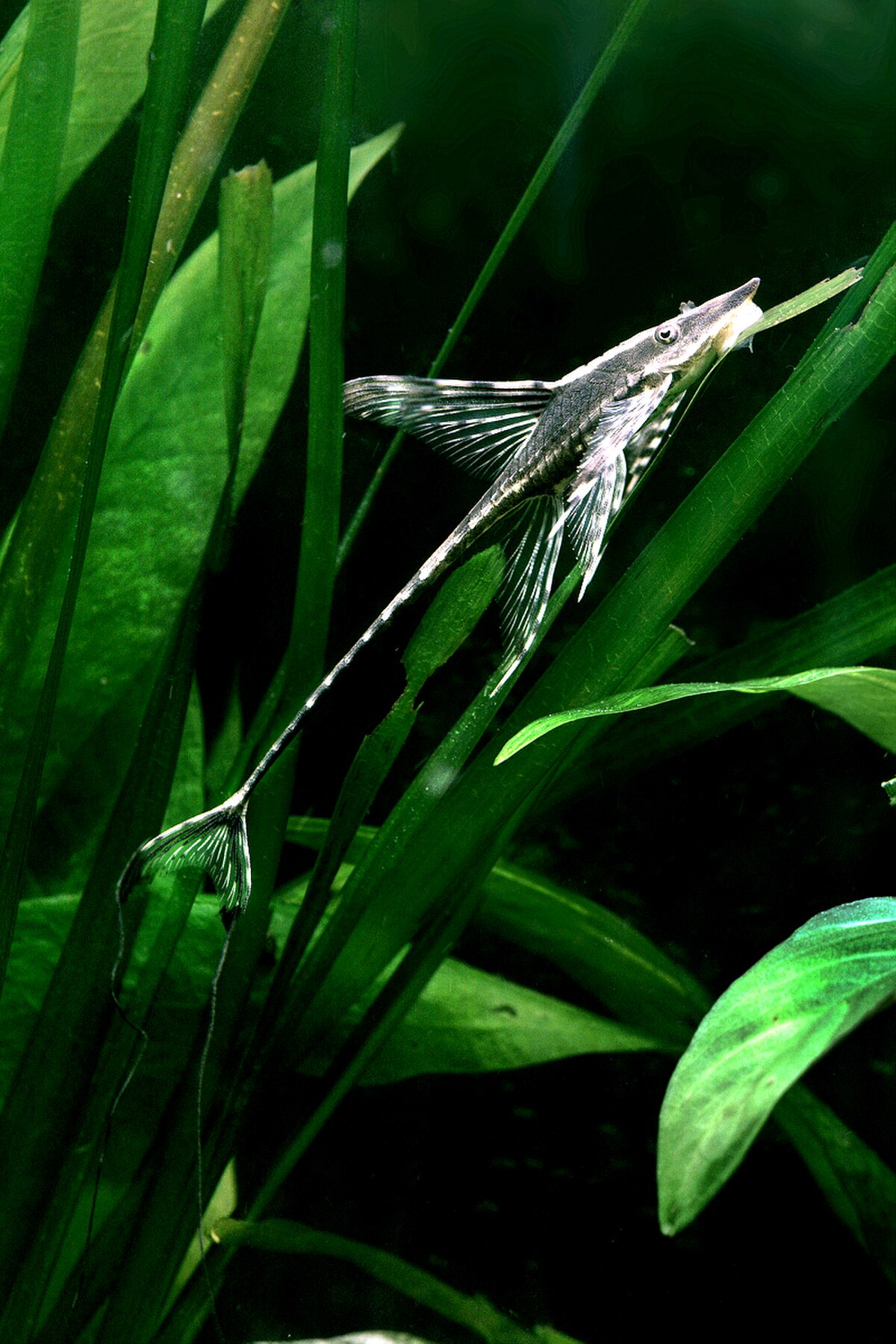 Loricariinae
