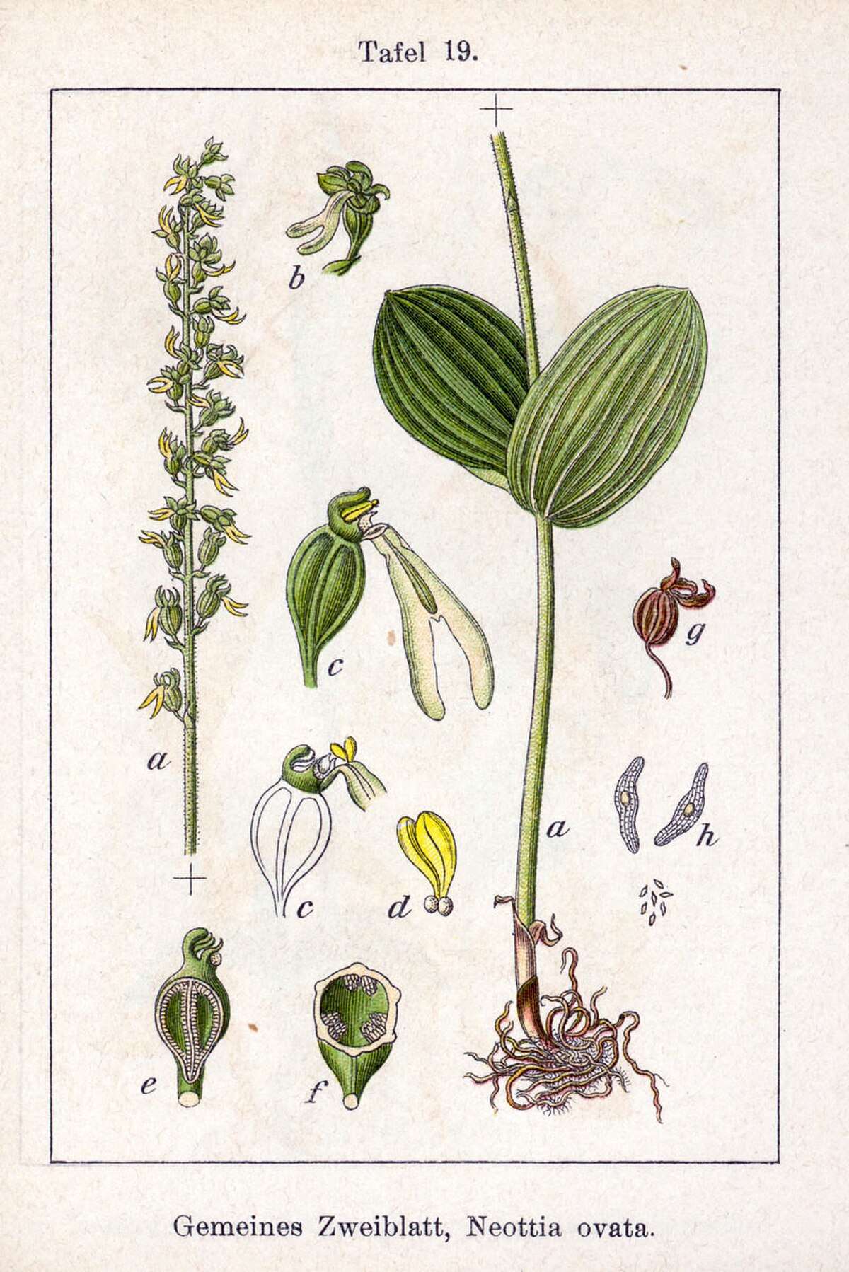 Listera