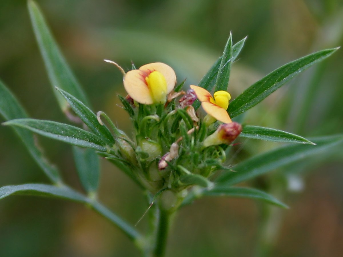 Stylosanthes