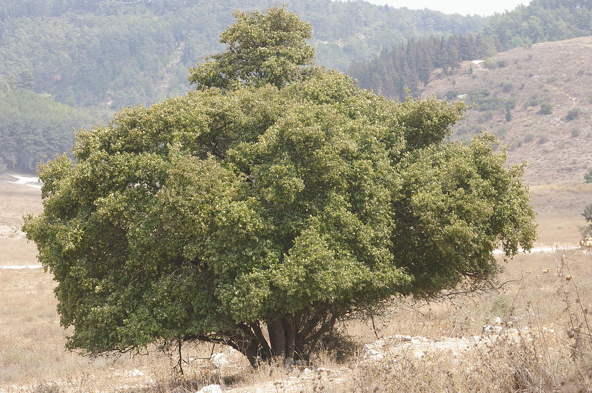 Aliboufier