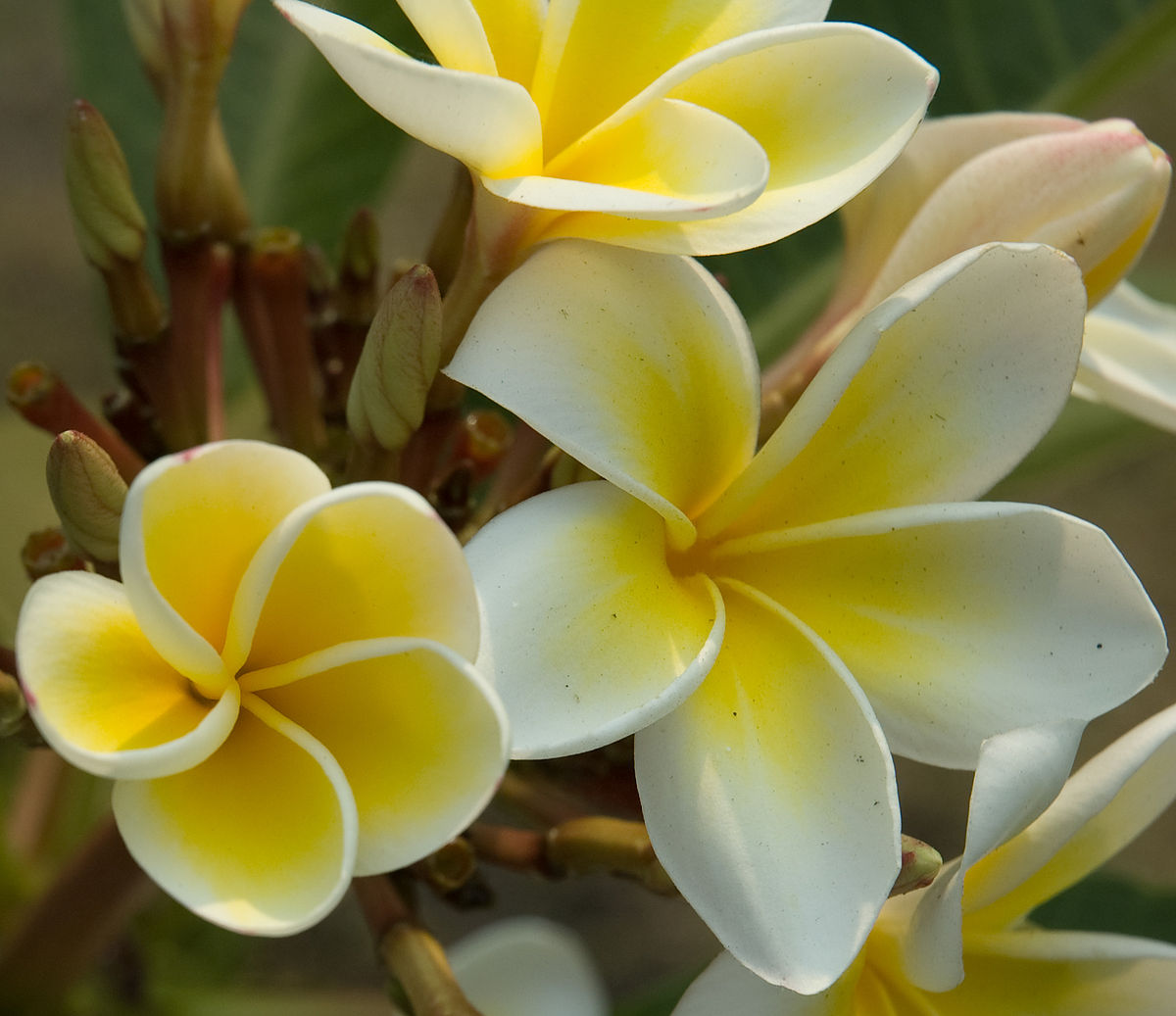 Suan Luang park Plumeria flowers Bangkok Thailand.jpg
