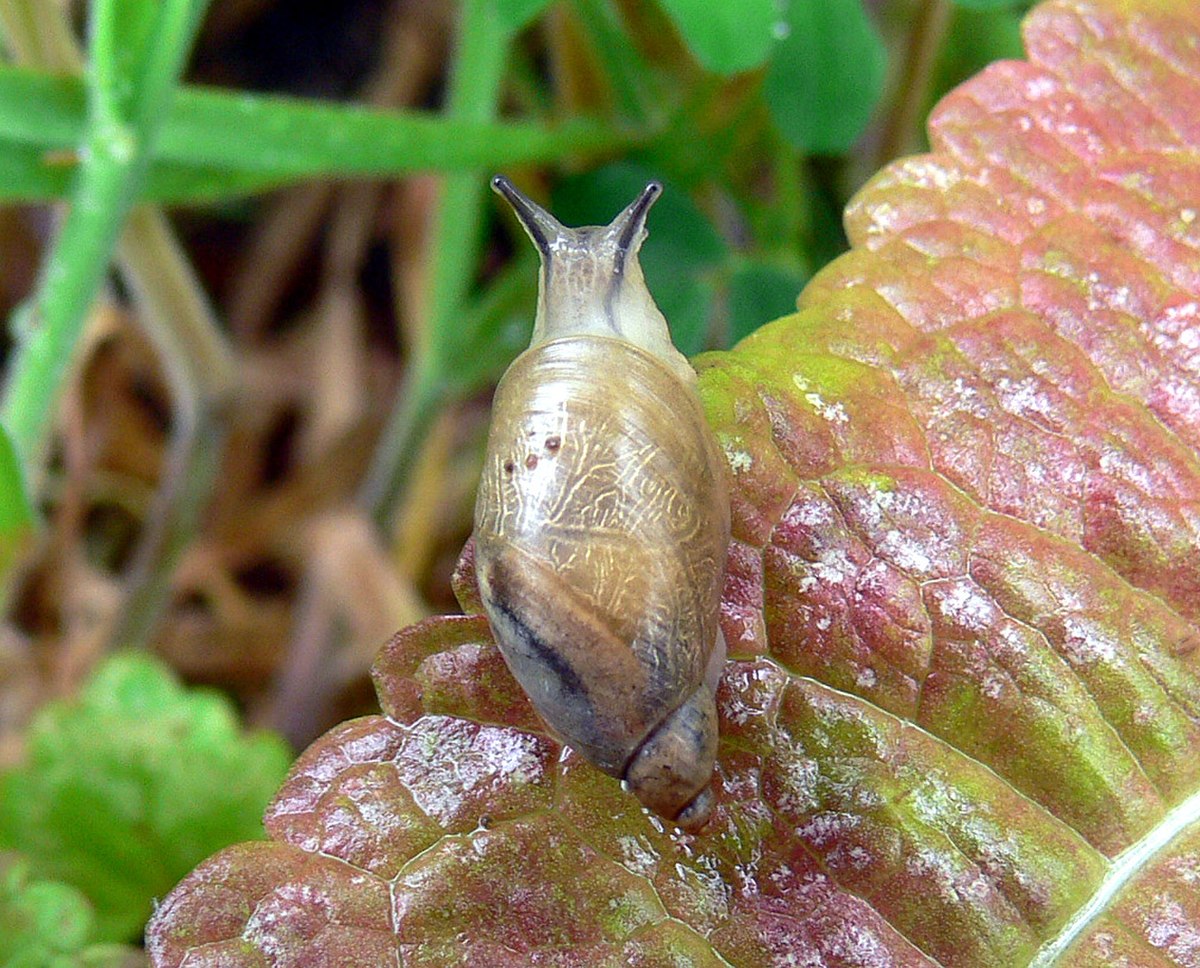 Succinea putris