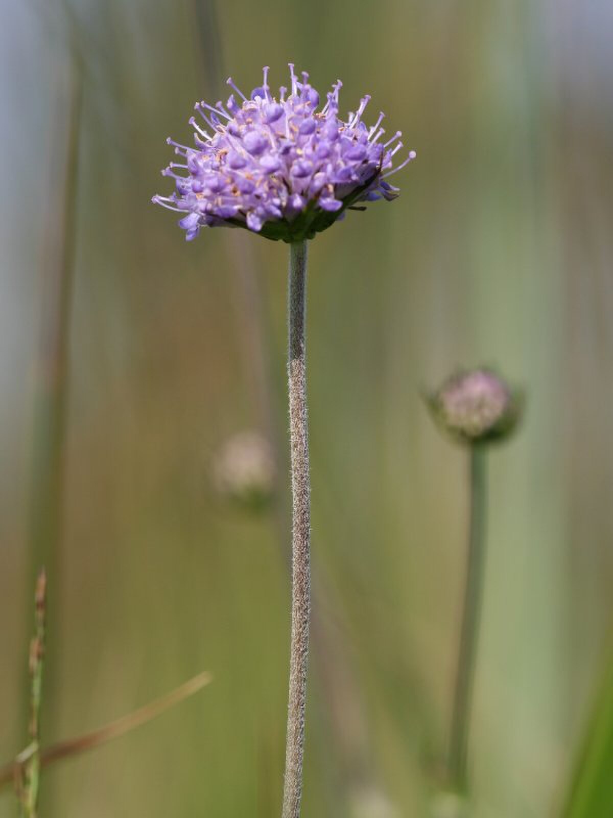 Succisa pratensis