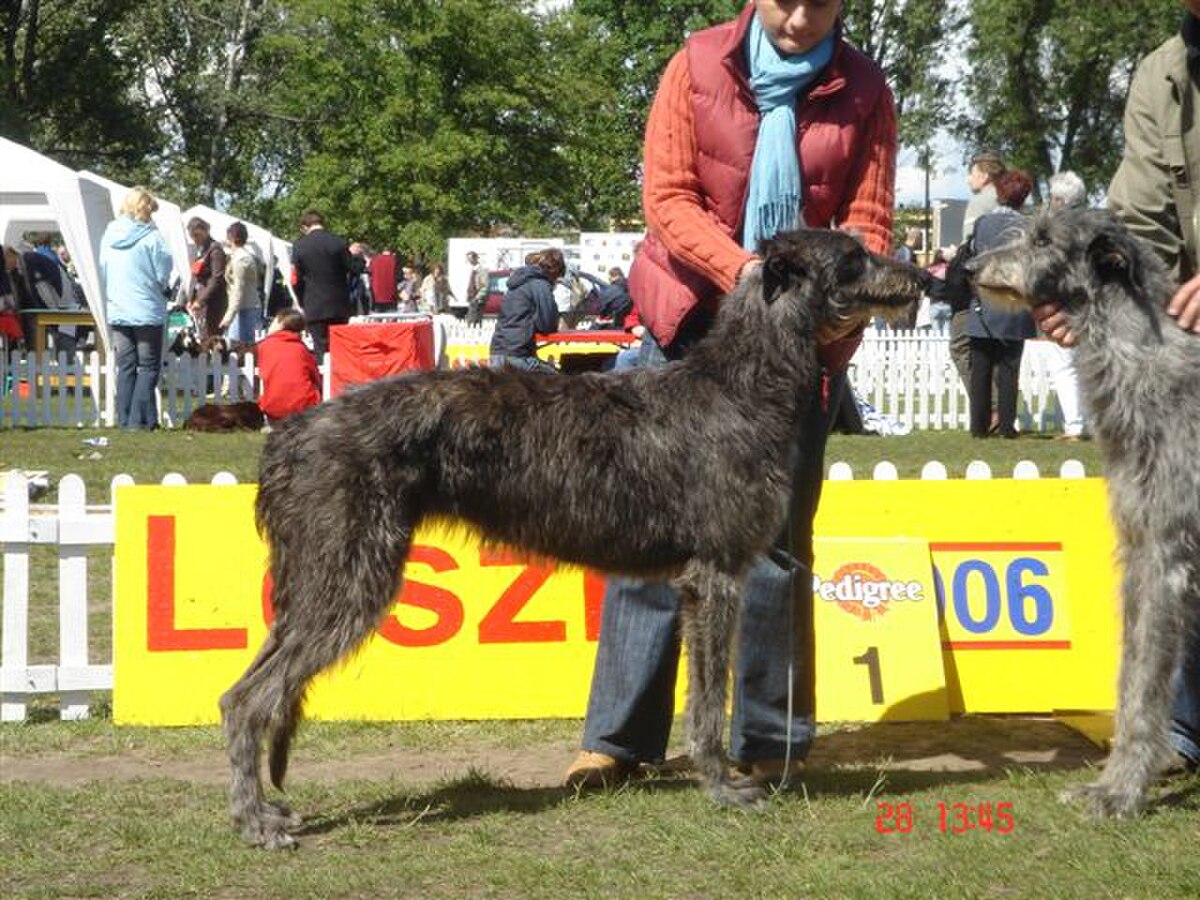 Suczka deerhounda Ch Pl DAISY Festina.jpg