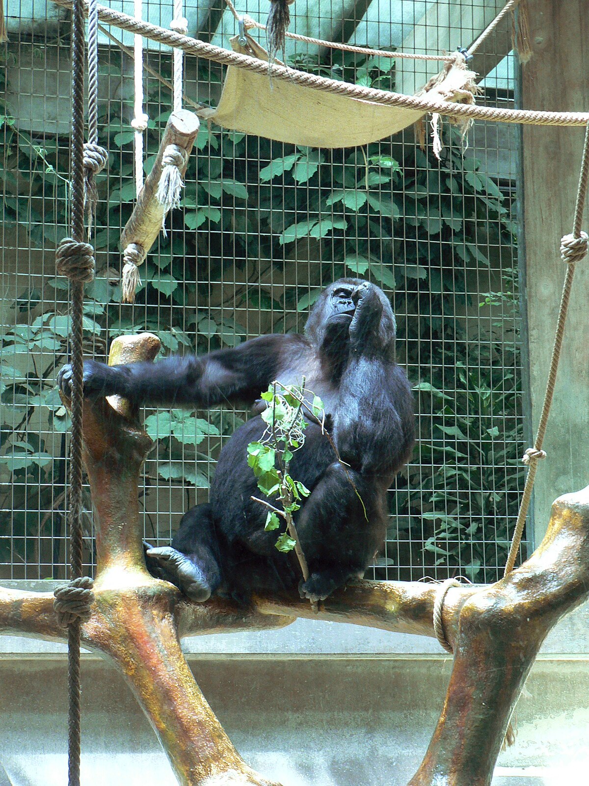 Suisse zoo (25).jpg