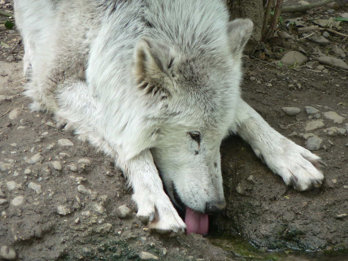 Zoo de Bâle