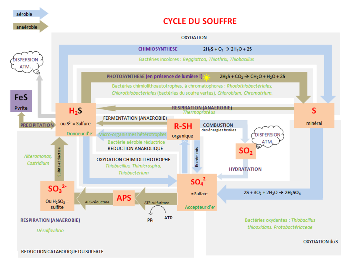 Cycle du soufre