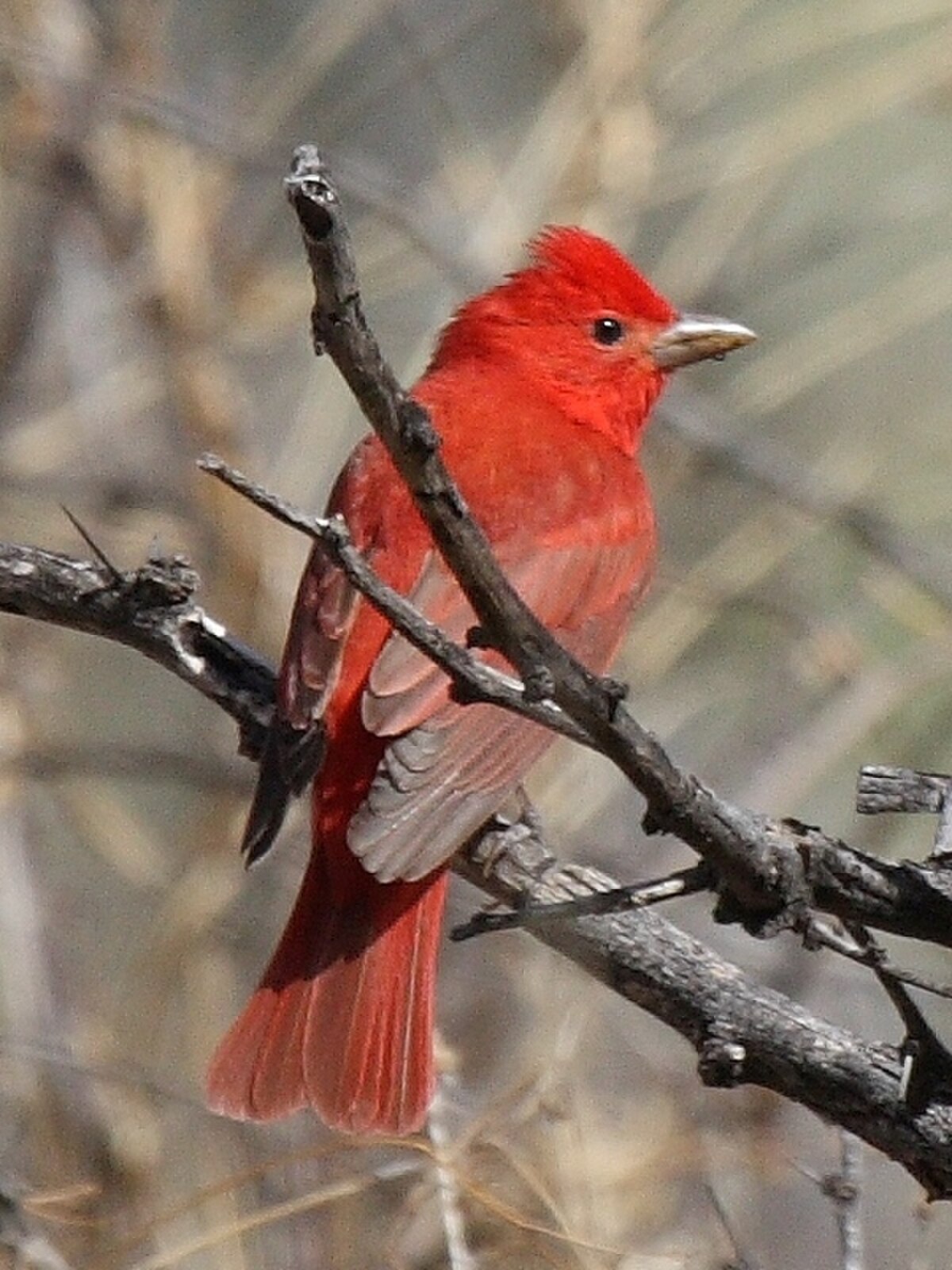 Tangara vermillon