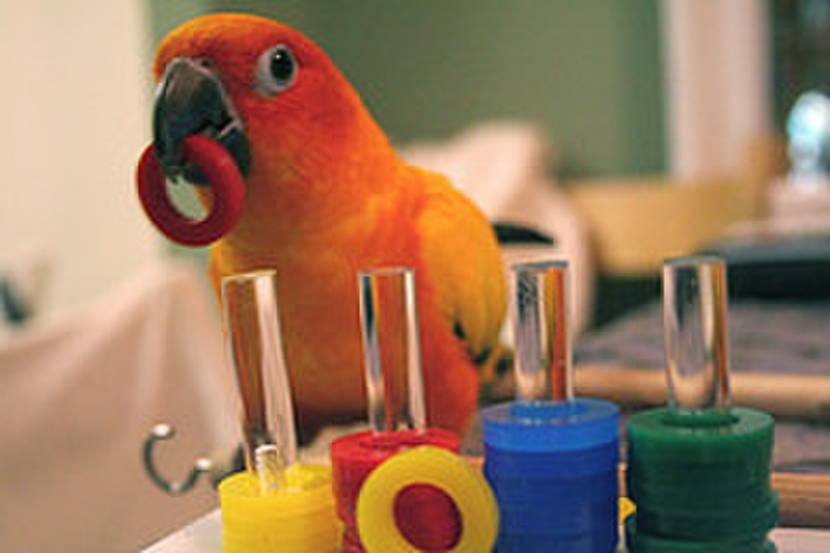 Intelligence des oiseaux
