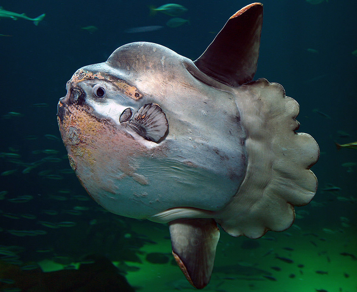 Môle (poisson)