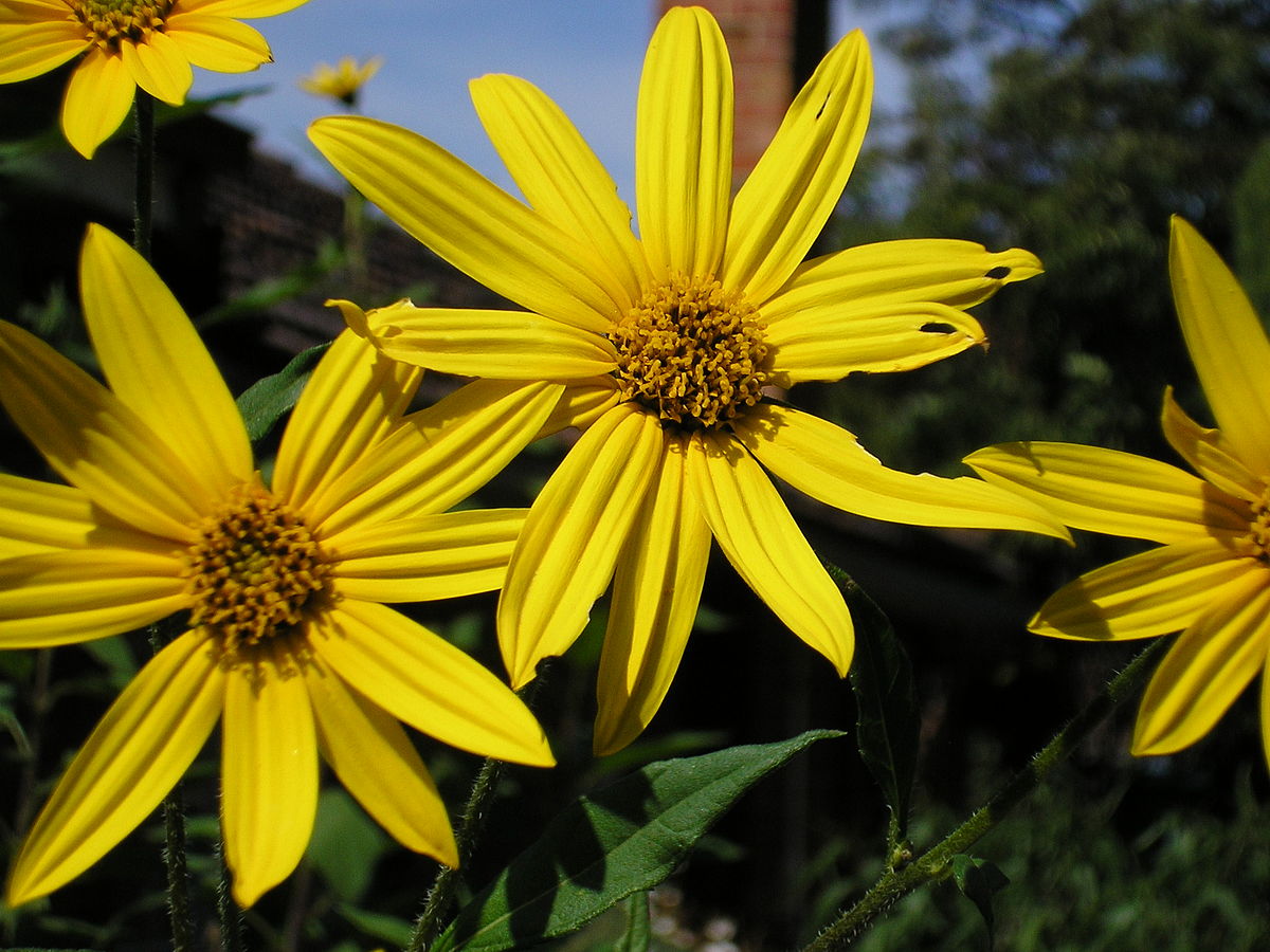 Hélianthe