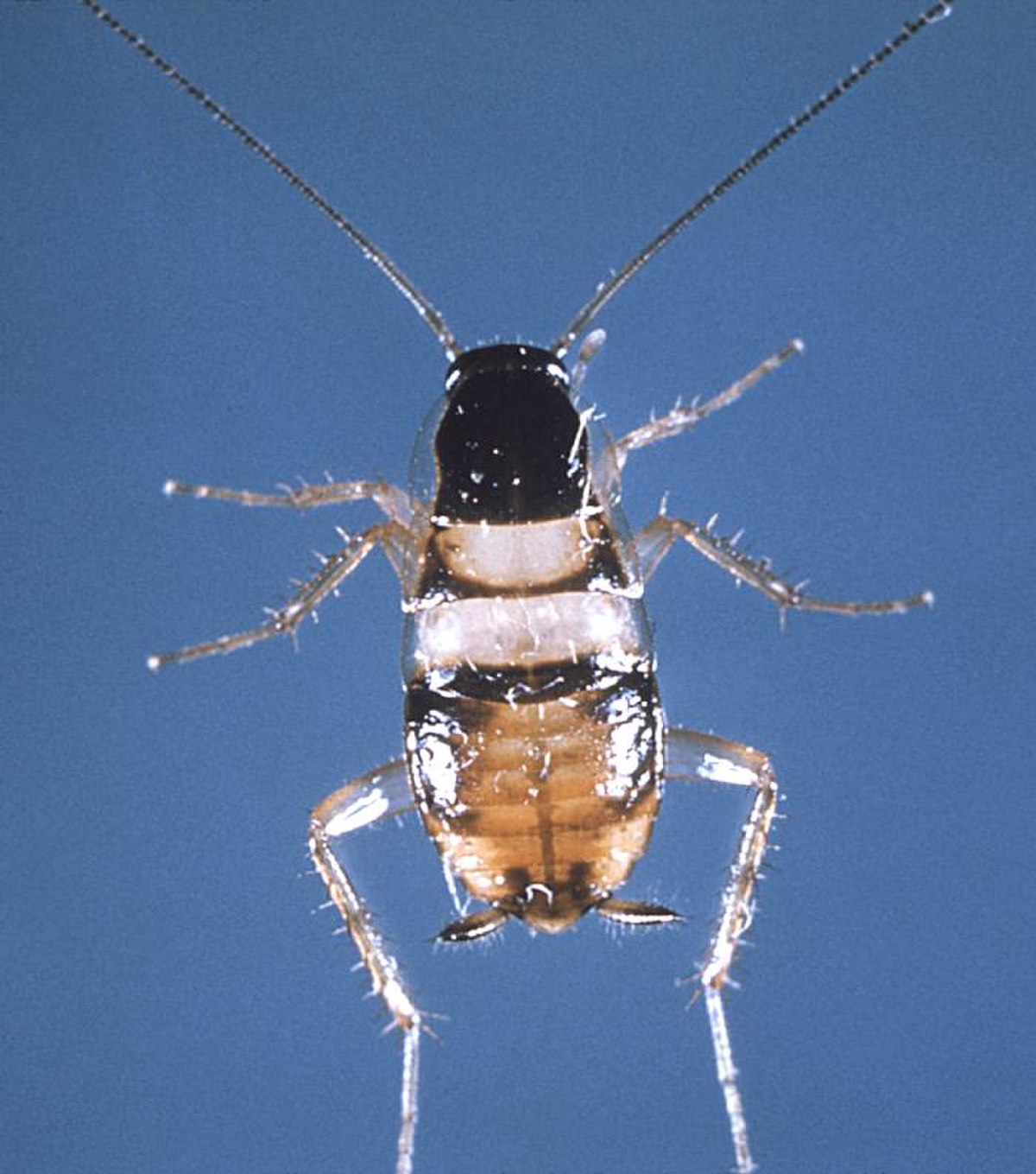 Blattellidae