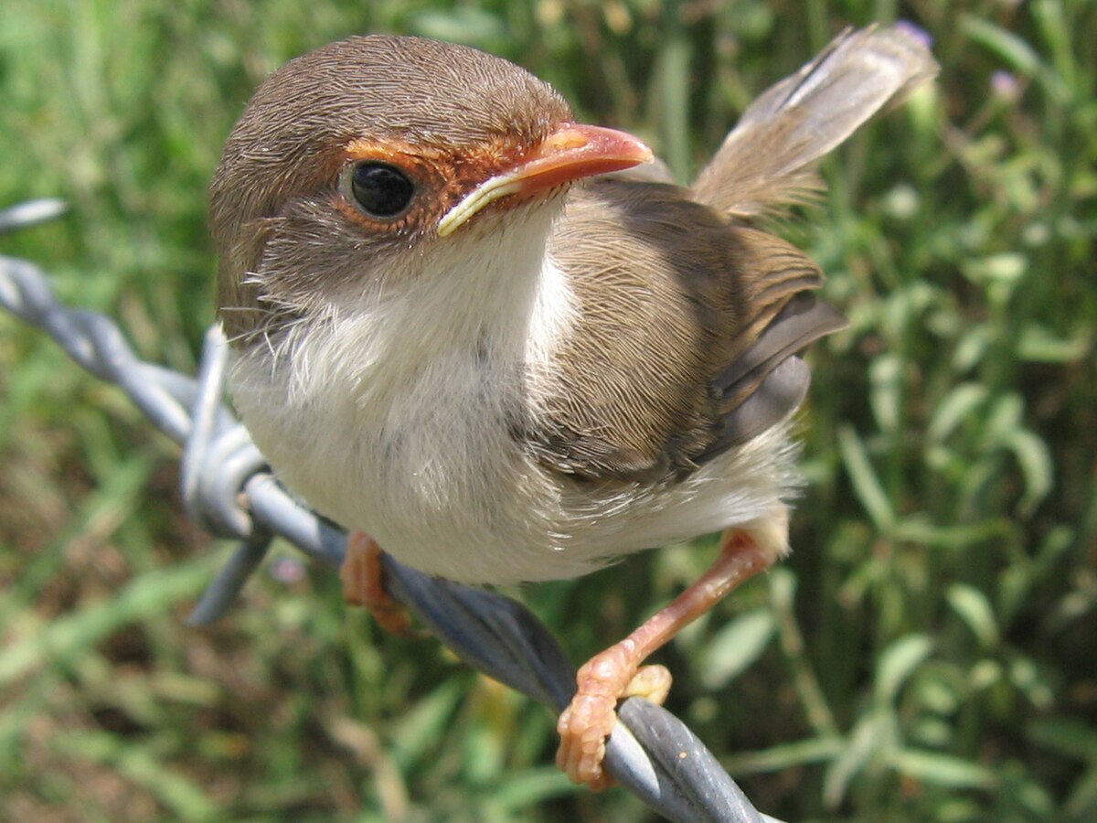 Maluridae