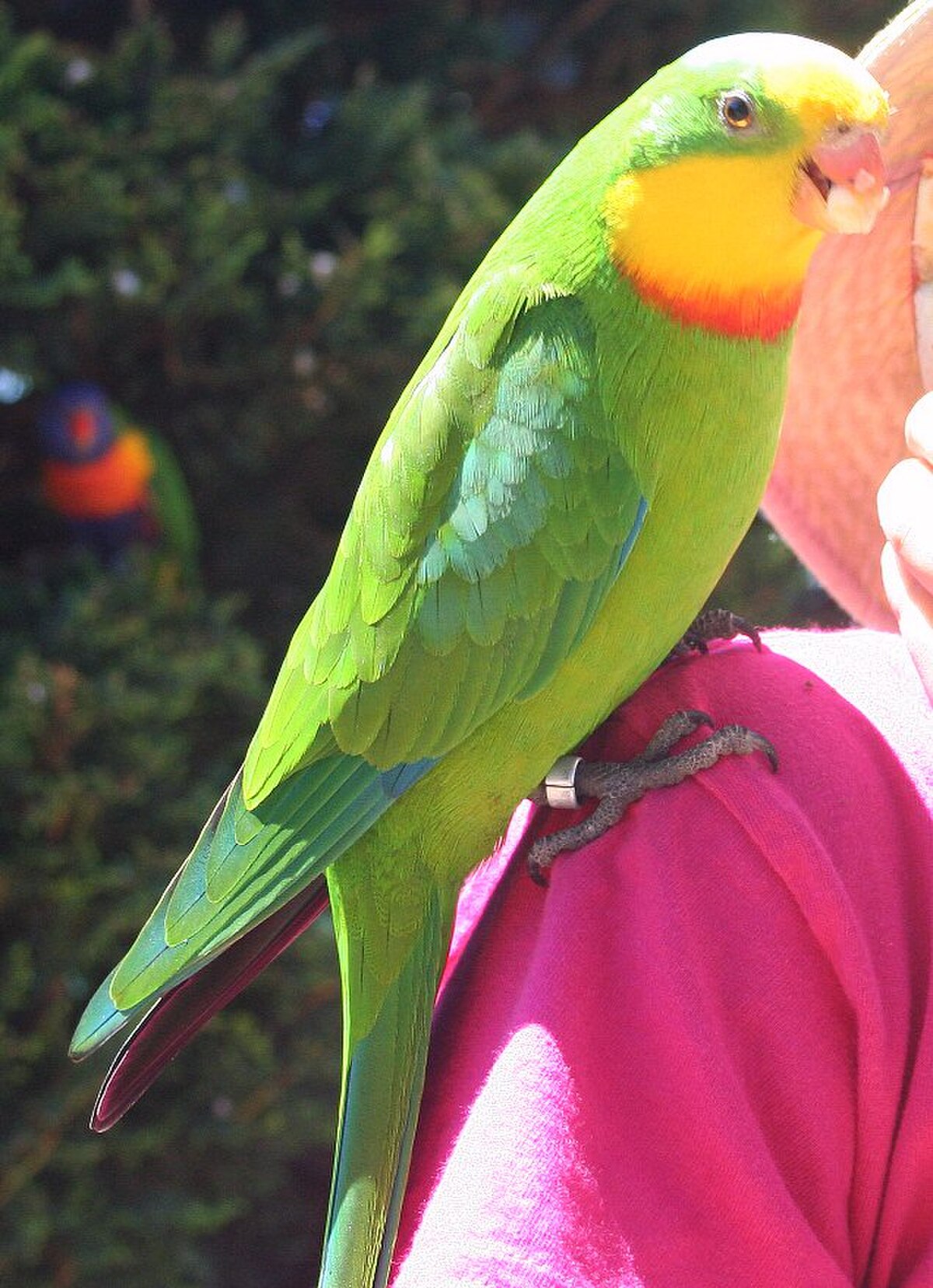 Perruche de Barraband