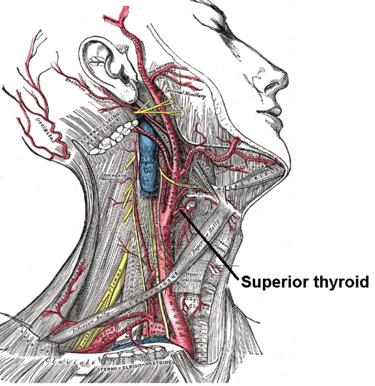 Artère thyroïdienne supérieure