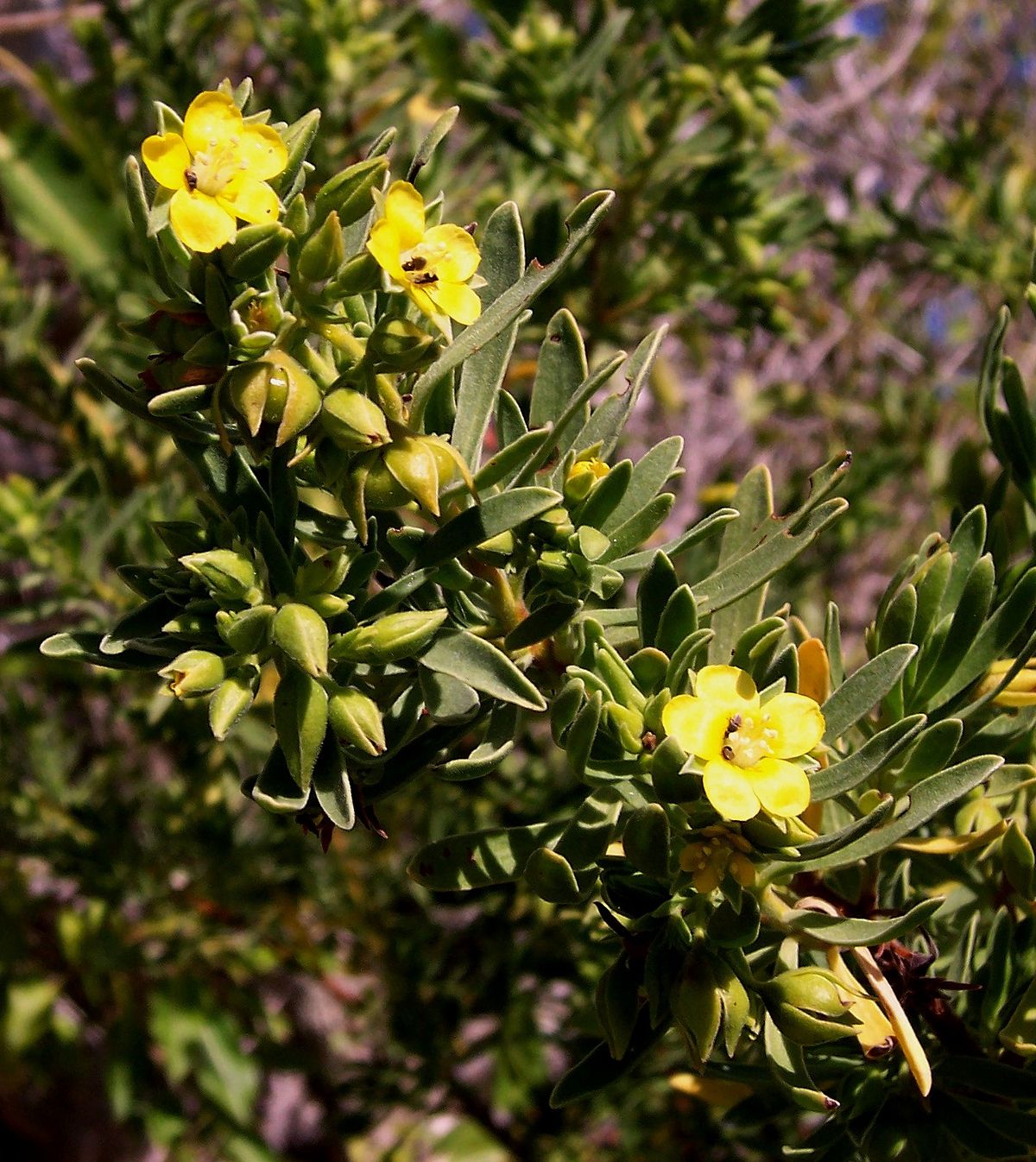 Surianaceae