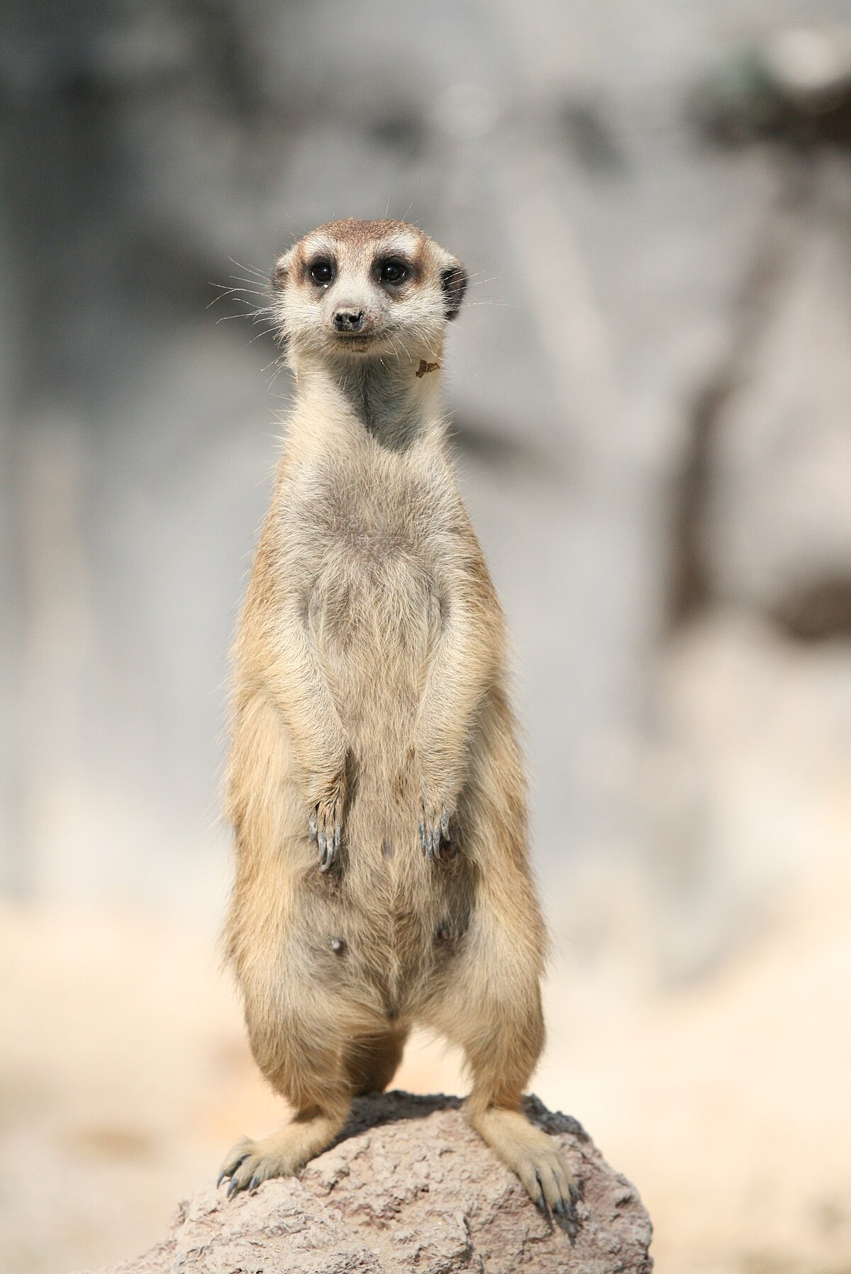 Suricate