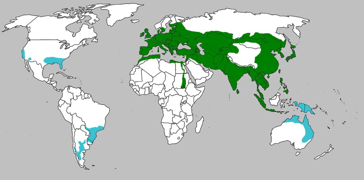 Sus scrofa range map.jpg