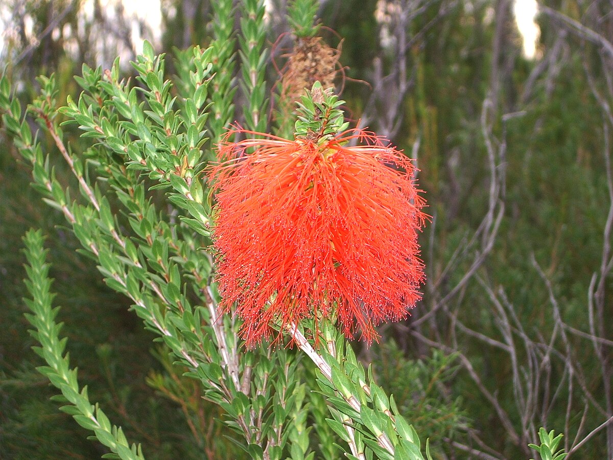 Beaufortia
