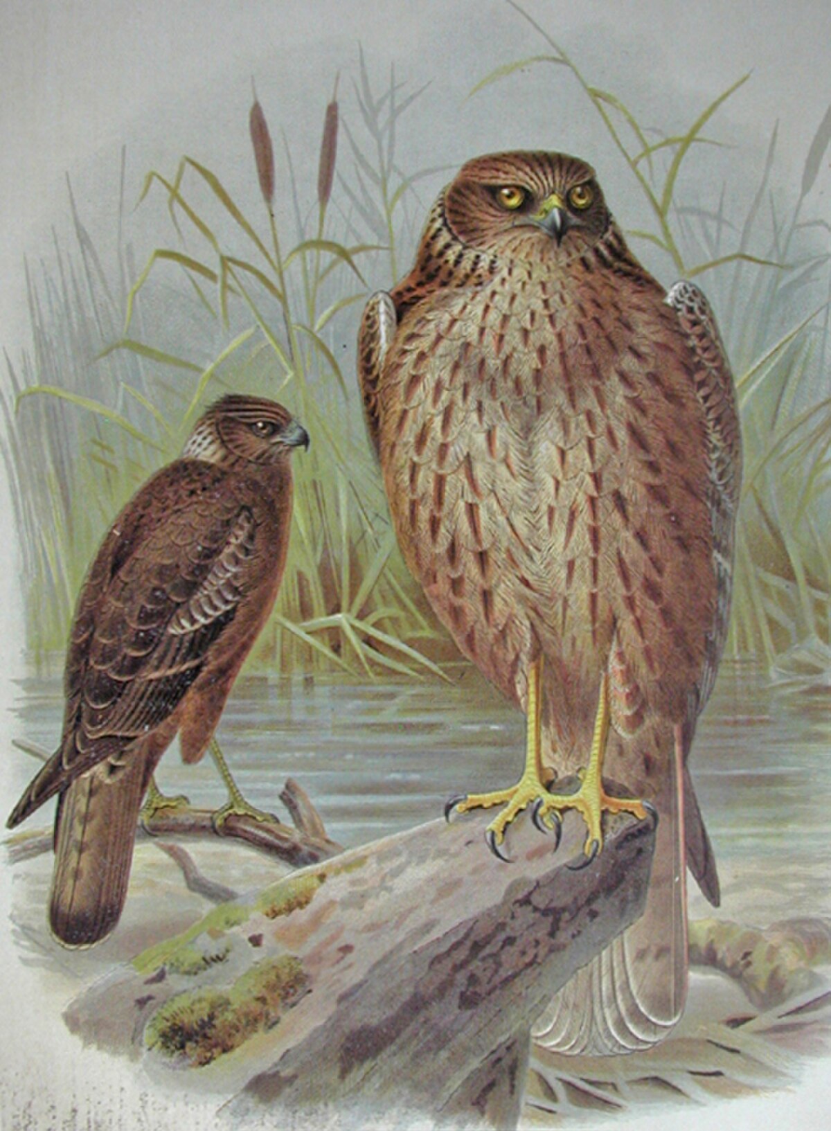 Busard de Gould