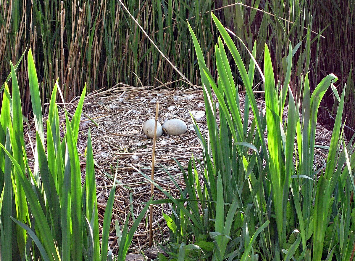 Nid de cygne tuberculé avec deux œufs non éclos (à gauche) et jeune cygne sorti de l'œuf (à droite).