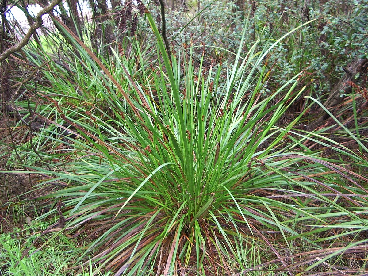 Lepidosperma