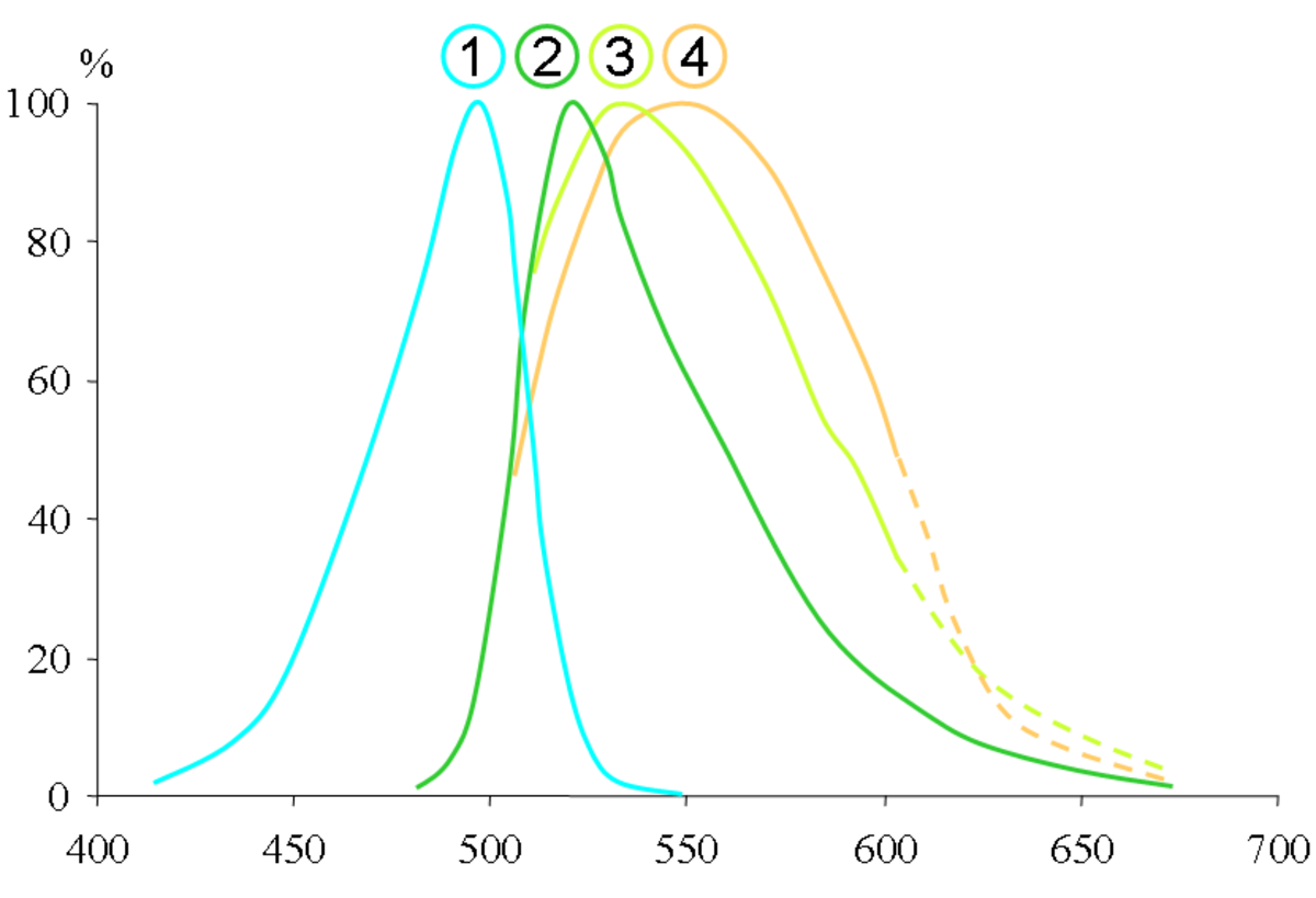 SYBR Green wavelength.png