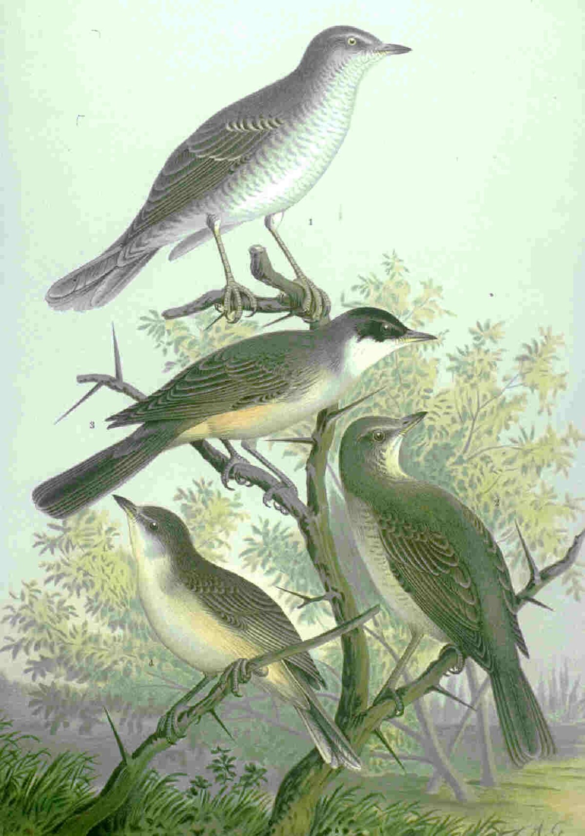 Fauvette orphée
