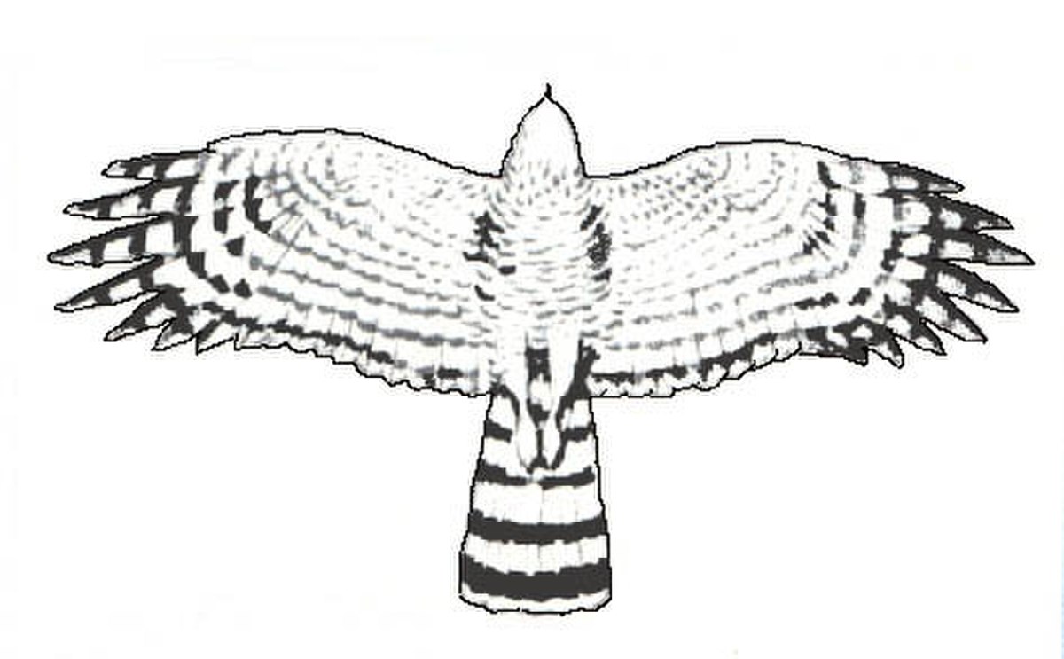 Épervier (oiseau)