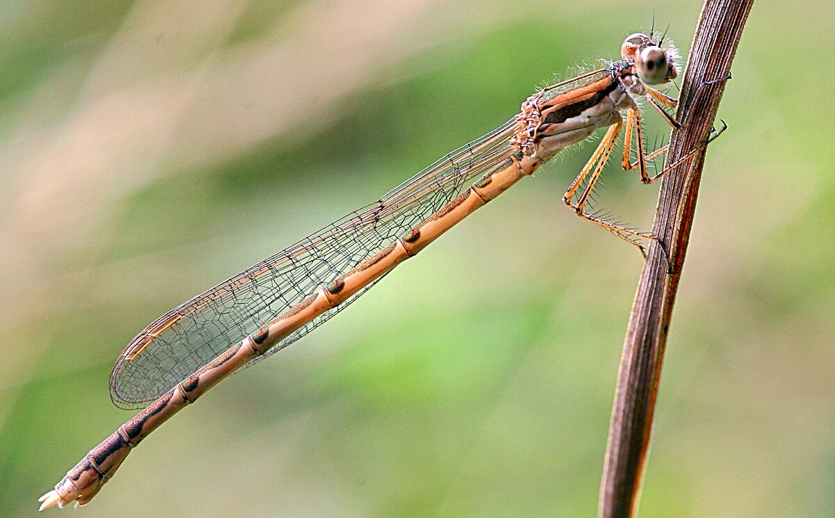 Sympecma