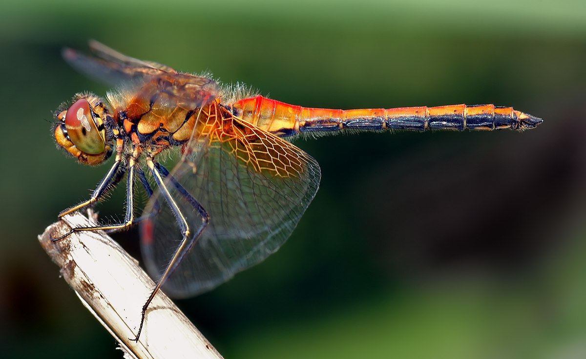 Anisoptera