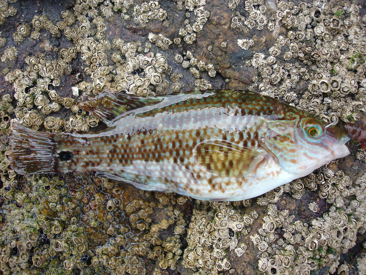 Crénilabre mélops