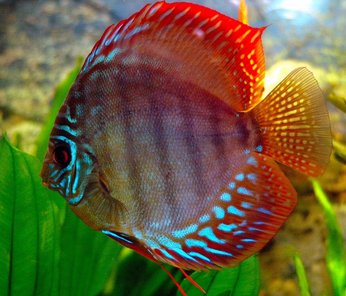 Perciformes