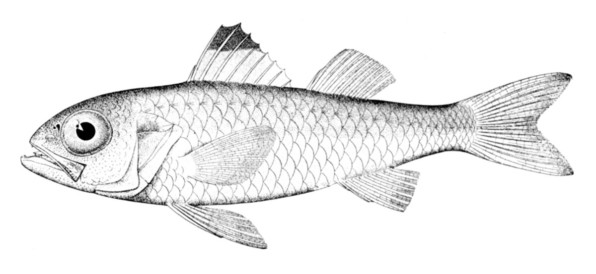Acropomatidae