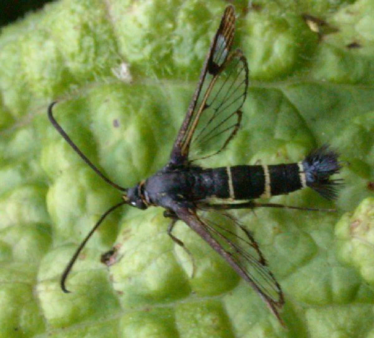 Synanthedon