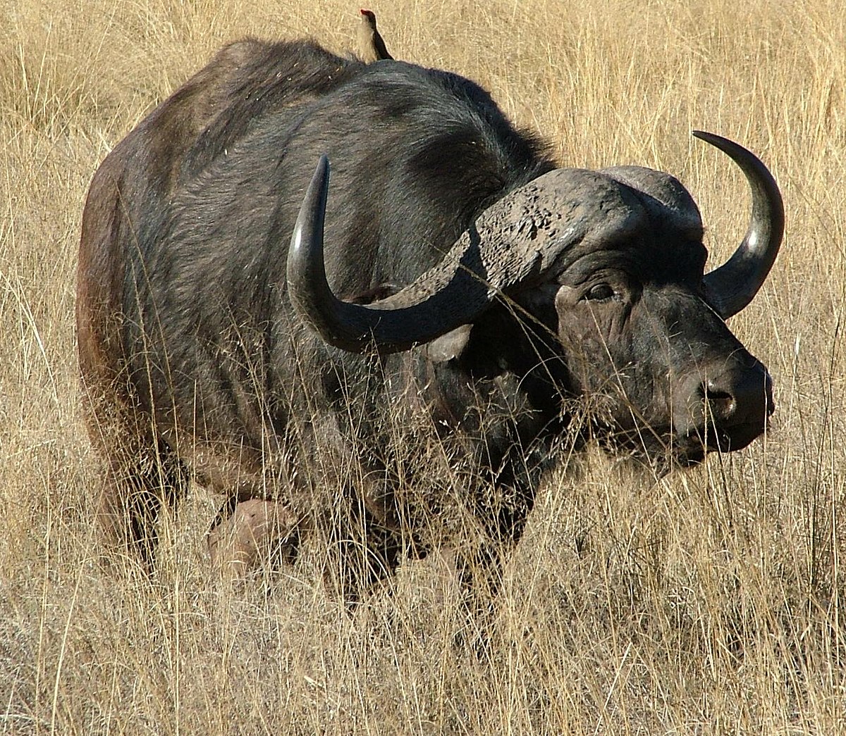 Buffle d'Afrique