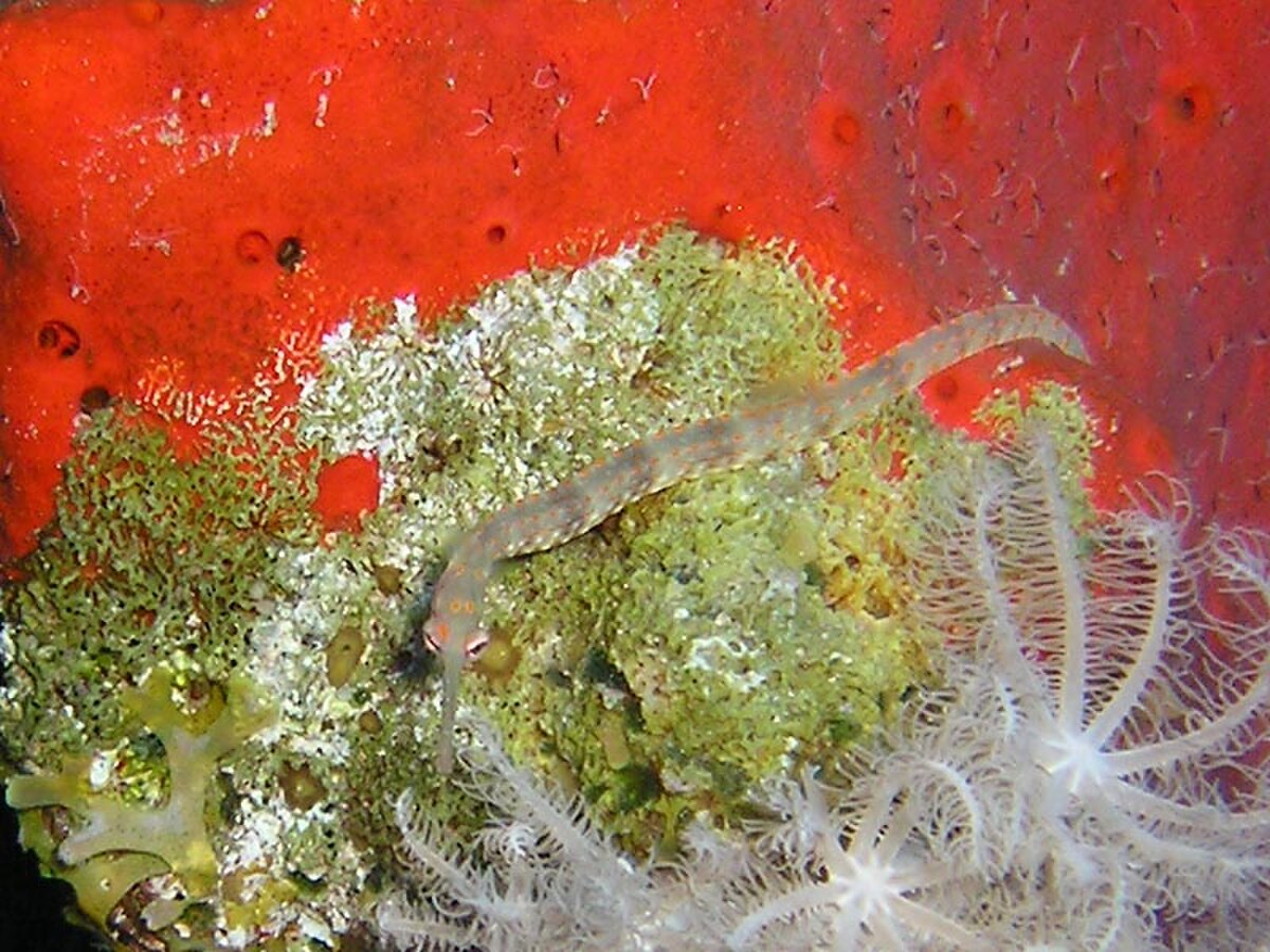 Syngnathus